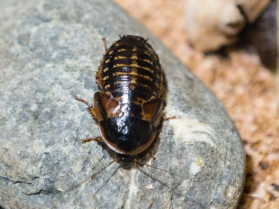 Argentinian wood cockroach - De Zonnegloed - Animal park - Animal refuge centre 